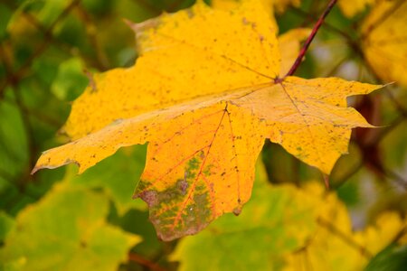 Fall foliage leaves nature