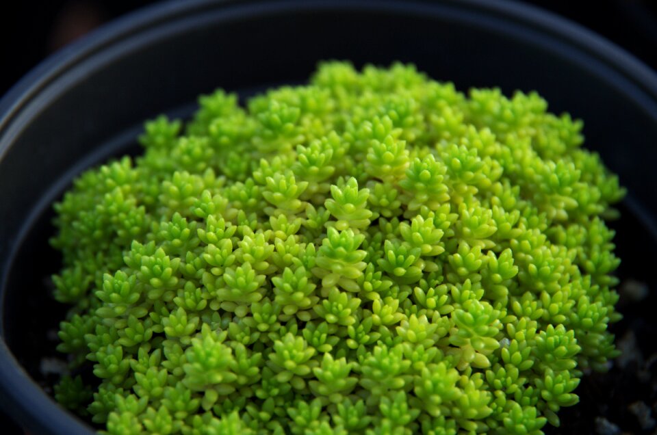 Plant potted plants juicy