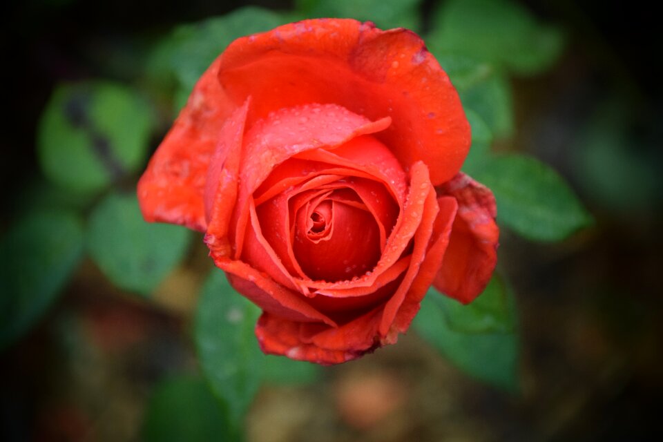 Bloom flower macro