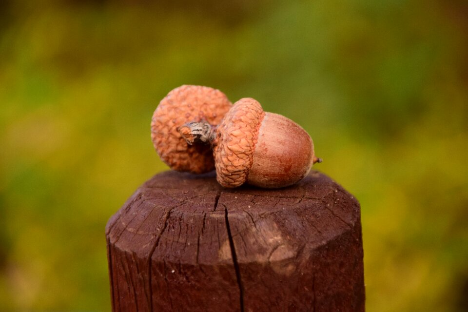 Nature brown autumn