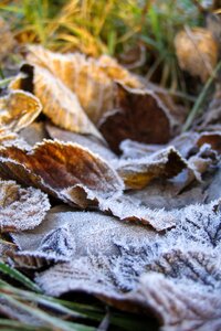 Hard rime dry leaves bronze photo