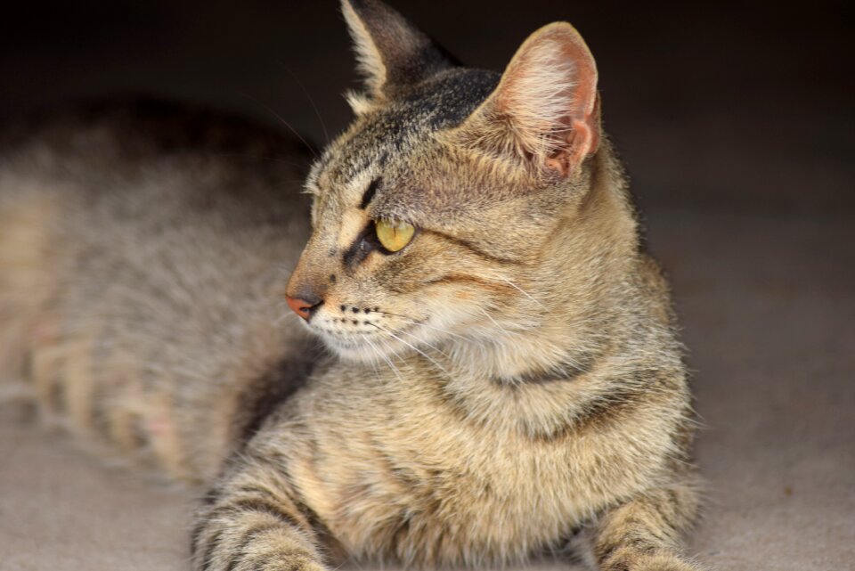 Pet animal animals