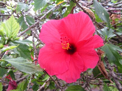 Summer plants flora garden photo