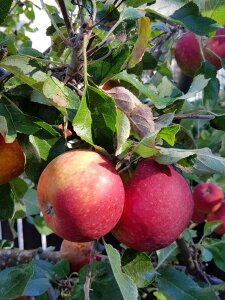 Apple autumn fruit