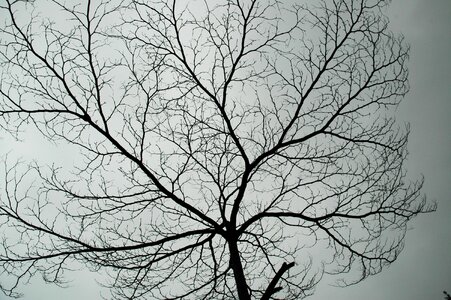 Aesthetic feeling deadwood tree leaves