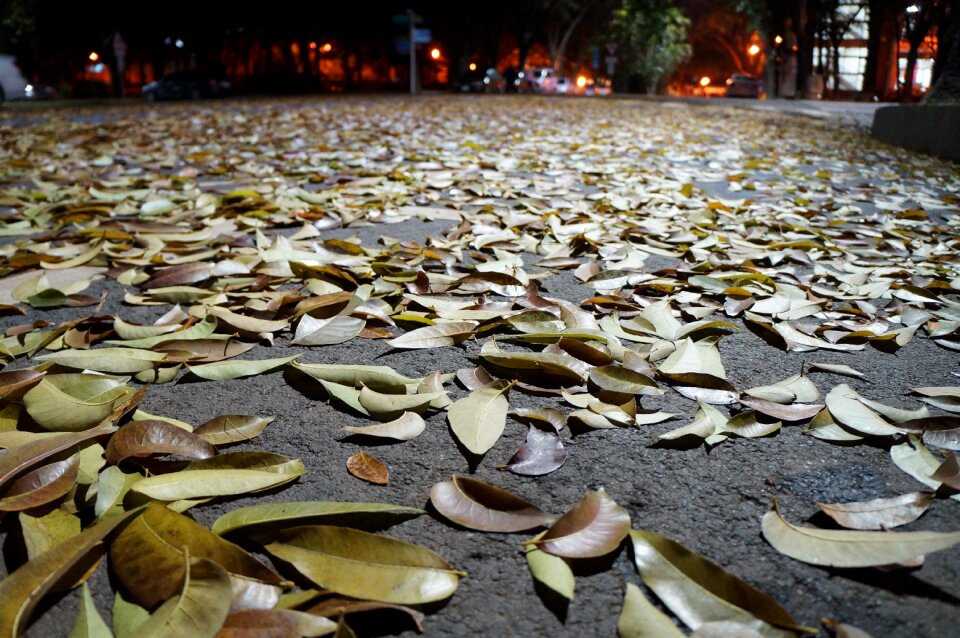 Park autumn ground