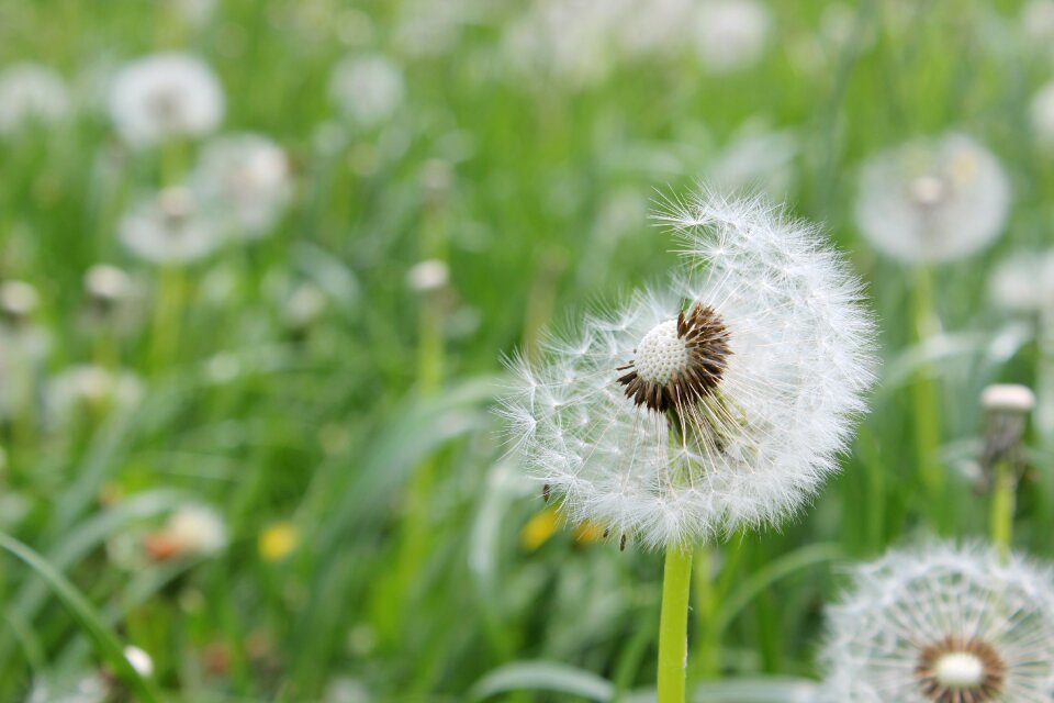 Nature daisy white