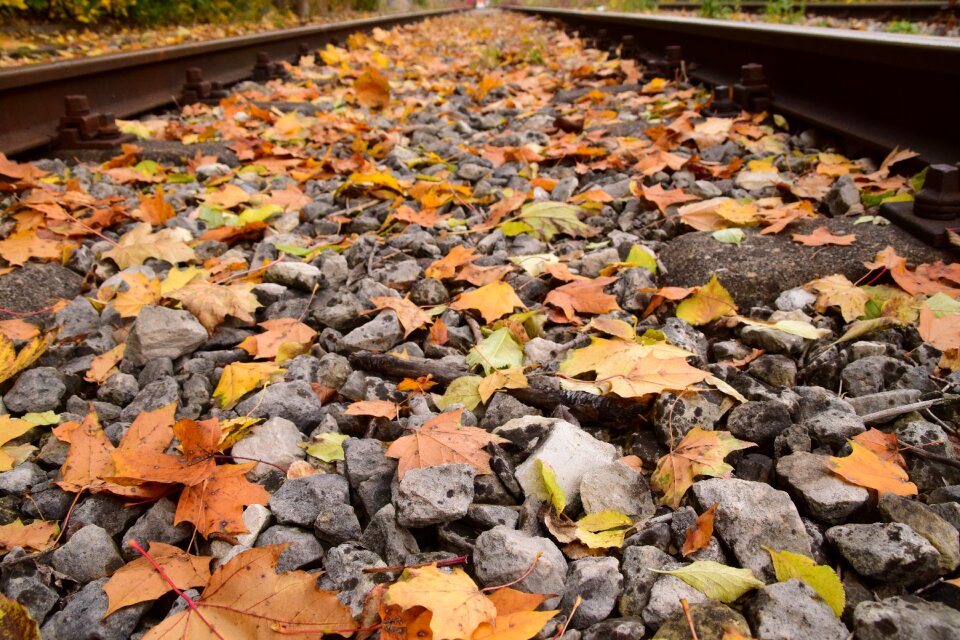 Fall foliage leaf colors of autumn photo