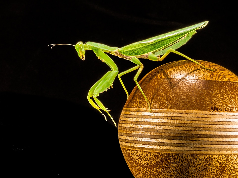Fishing locust green close up
