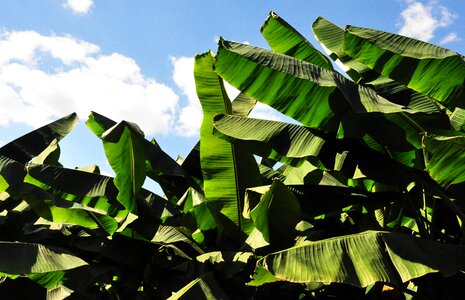 Plant green natural photo