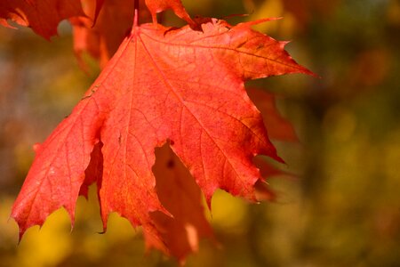 Red maple leaf color photo
