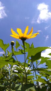 Yellow nature sky