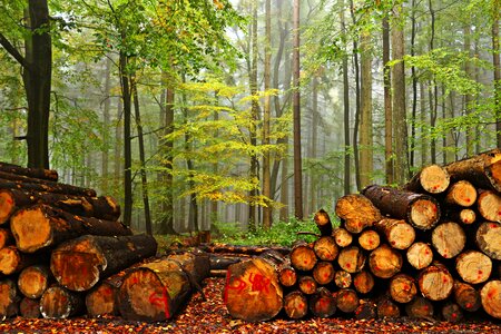 Fog autumn felling holzstapel
