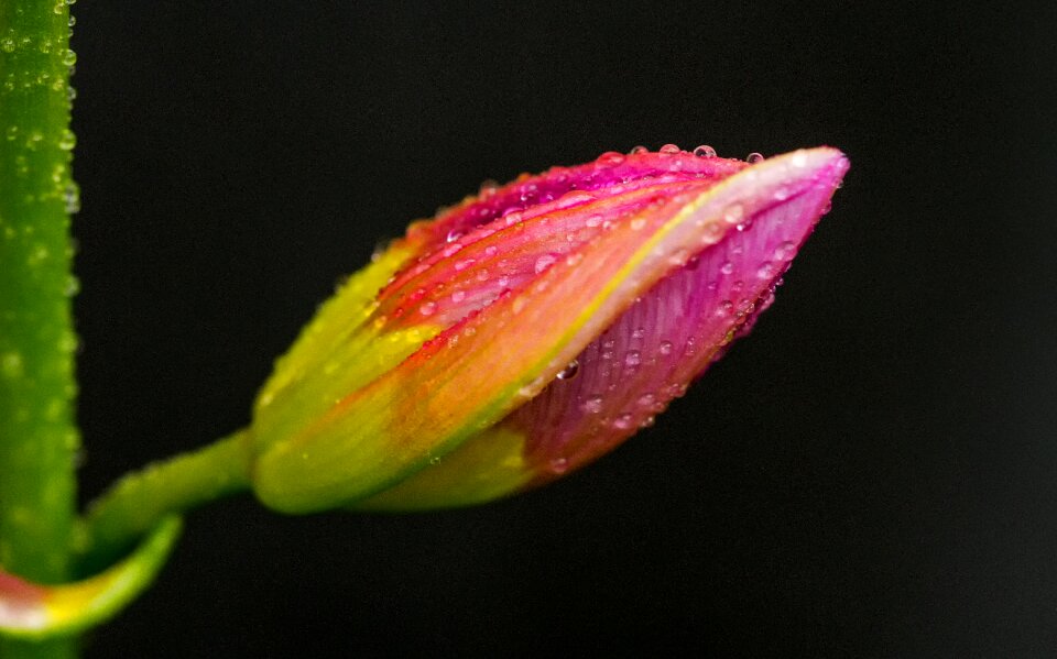Bloom nature close up