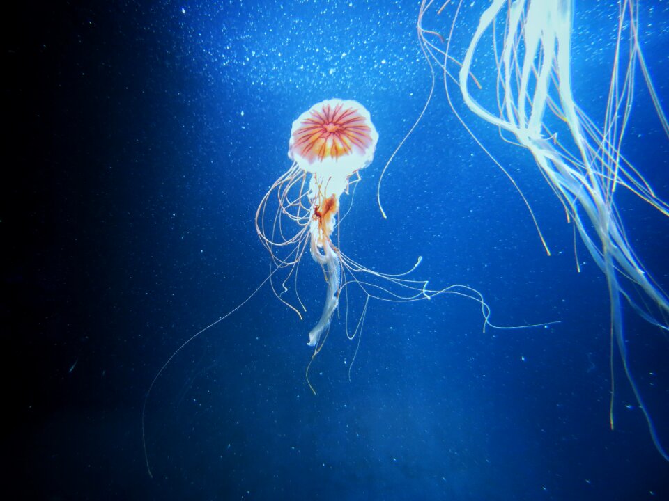 Zoo aquarium toxic