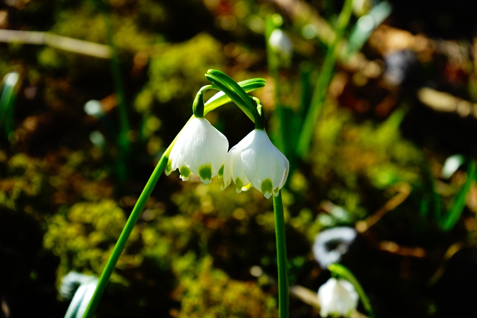 Together flower blossom