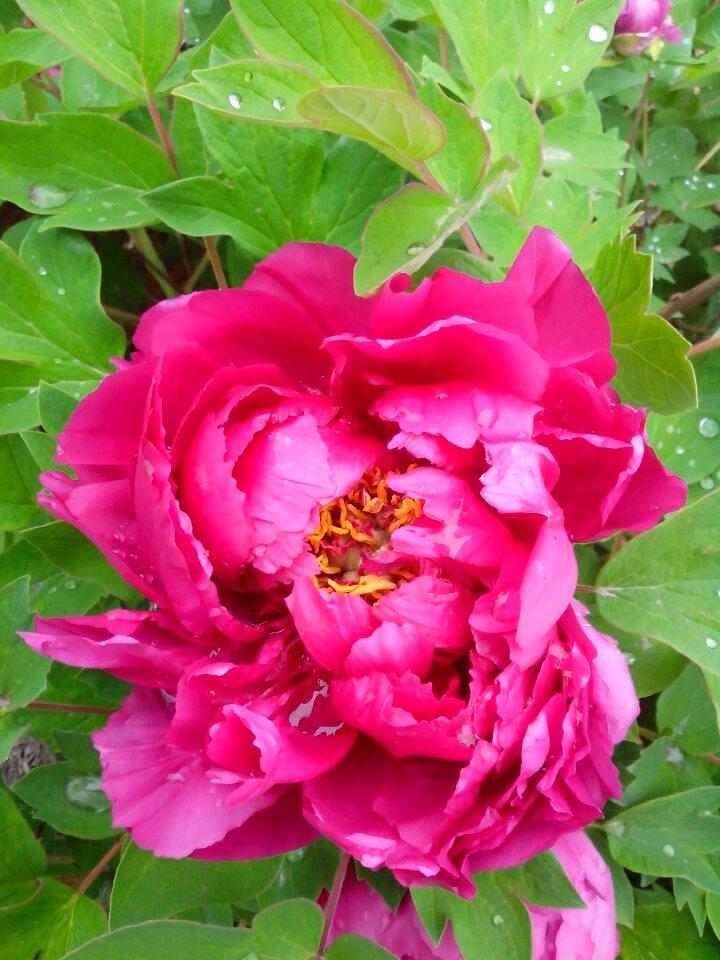 Blooming peony hongyan plant
