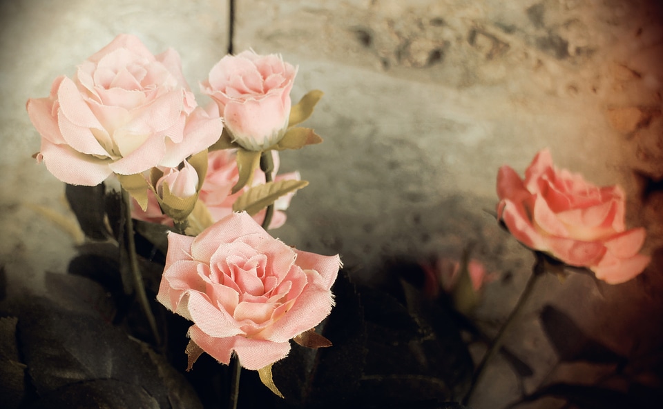 Color pink dusky pink