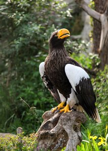 Animal zoo nature