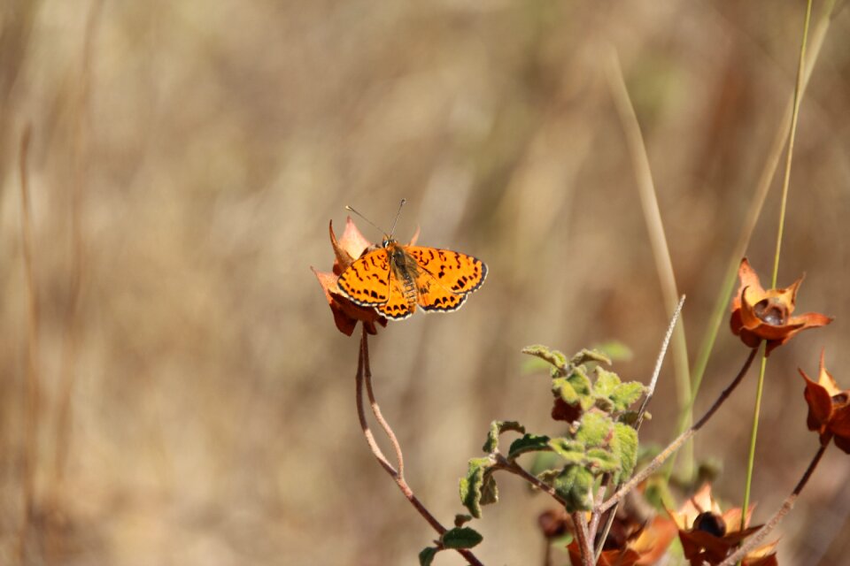 Color orange pattern