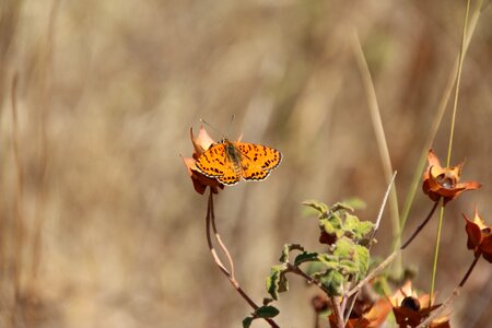 Color orange pattern
