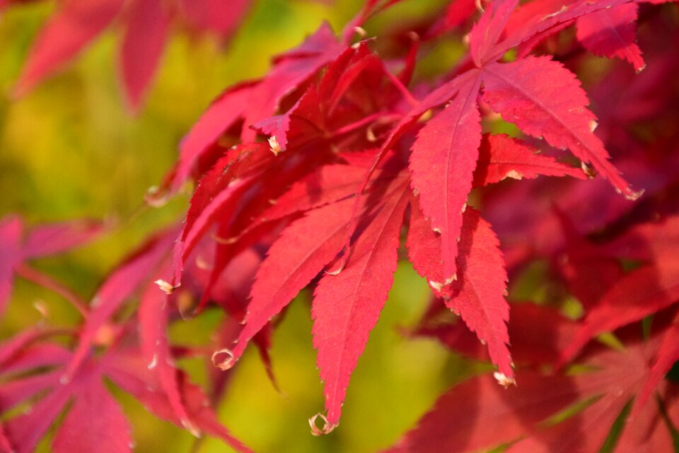 Leaves nature needle leaf maple