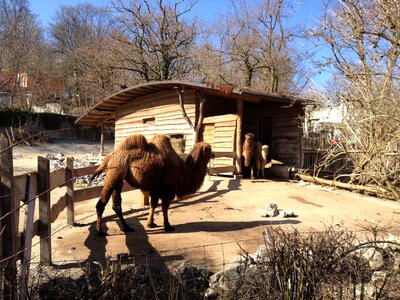 Park farm camelus