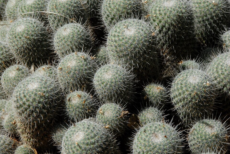 Quills garden thorns