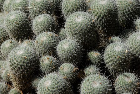 Quills garden thorns