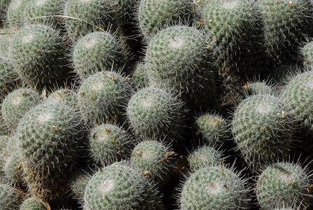 Quills garden thorns photo