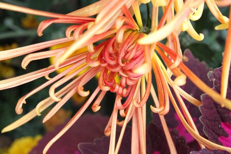 Orange chrysanthemum chung yeung festival