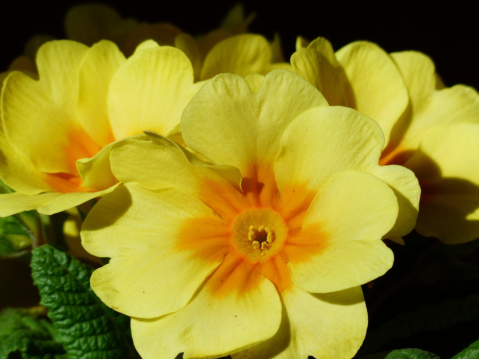 Bloom yellow primula