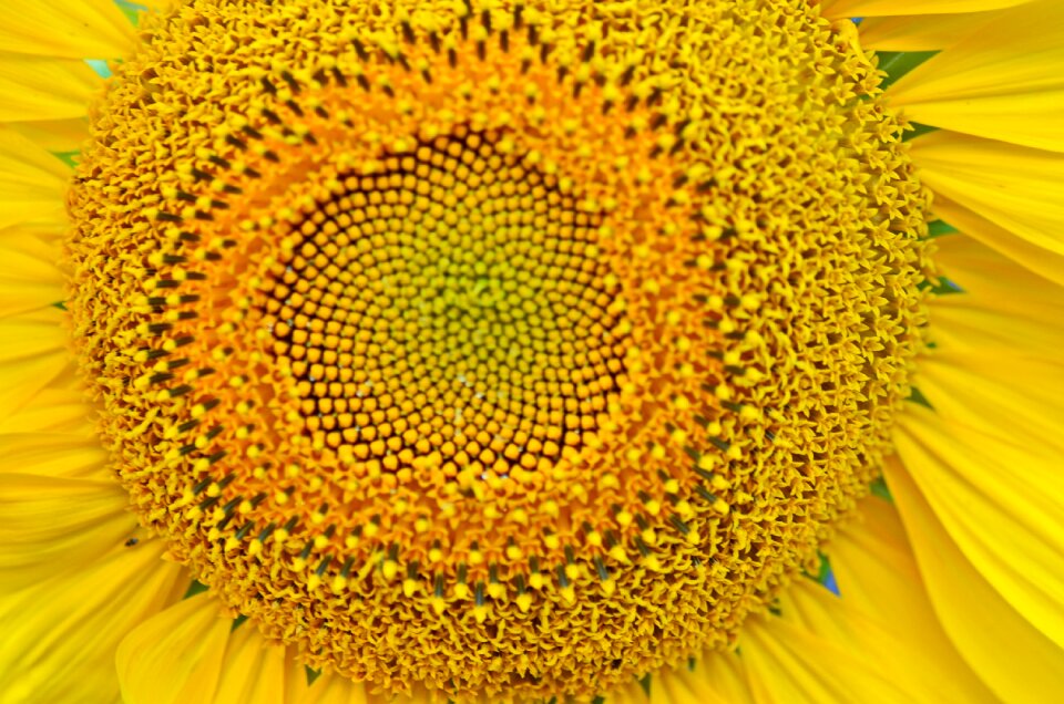 Nature blooming flower