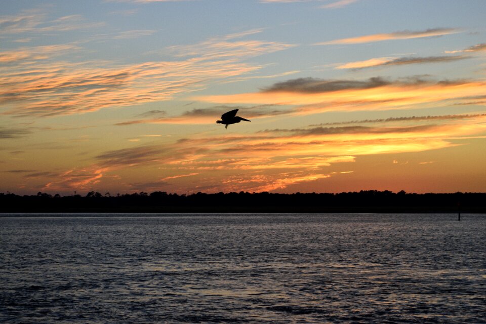 Avian nature wildlife