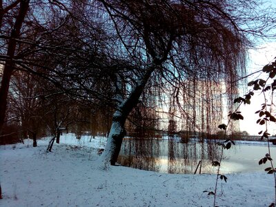 Lake snow trees