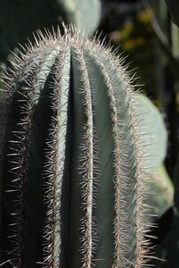 Marrakech light garden