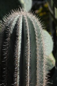 Marrakech light garden photo