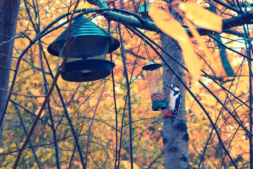 Nature wildlife tree