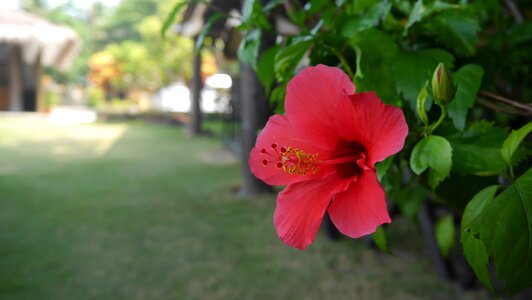 Flowers tourism the scenery