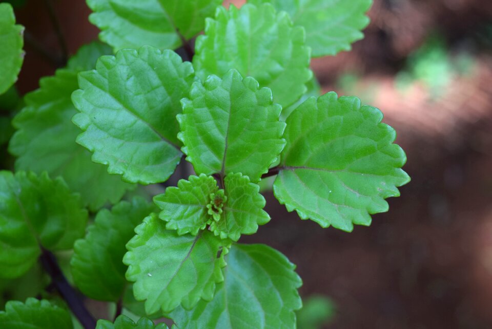 Green nature plant green