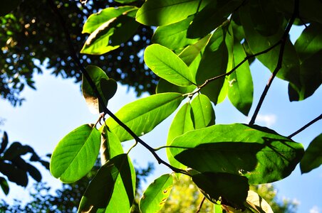 Sunny green plant photo