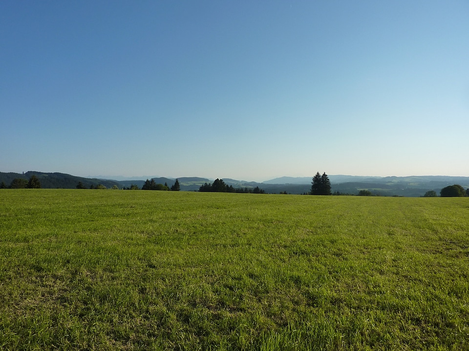 Meadow pasture idyll