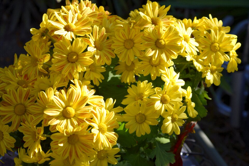 Vibrant yellow botanical