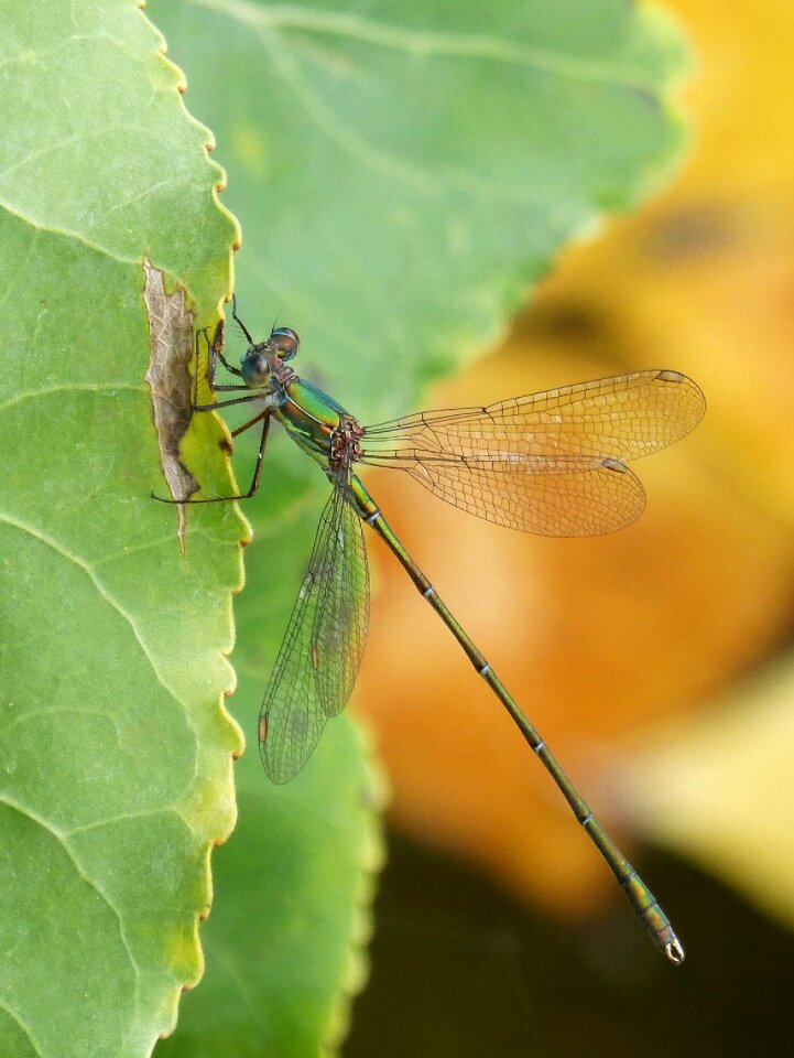Leaf winged insect calopteryx xanthostoma