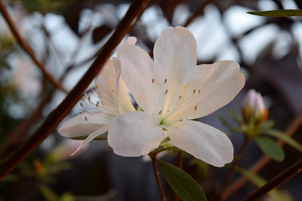Pistils flower nature