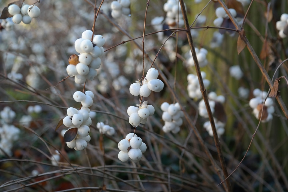 Fruits snowberry albus ornamental