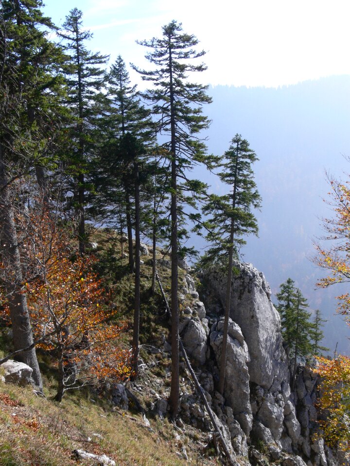 Trees nature switzerland