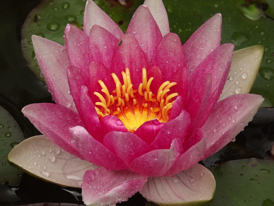 Water lily pond aquatic plant