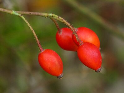 Rosehip berry autumn