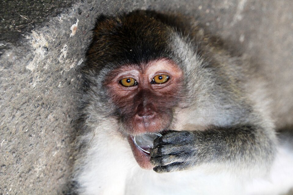Funny portrait nature
